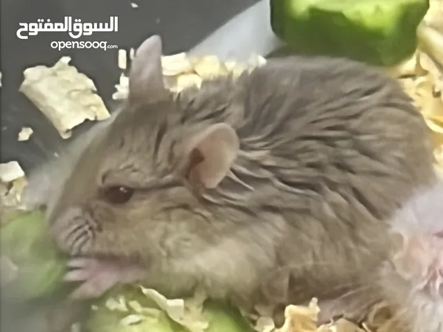 هامستر روسي