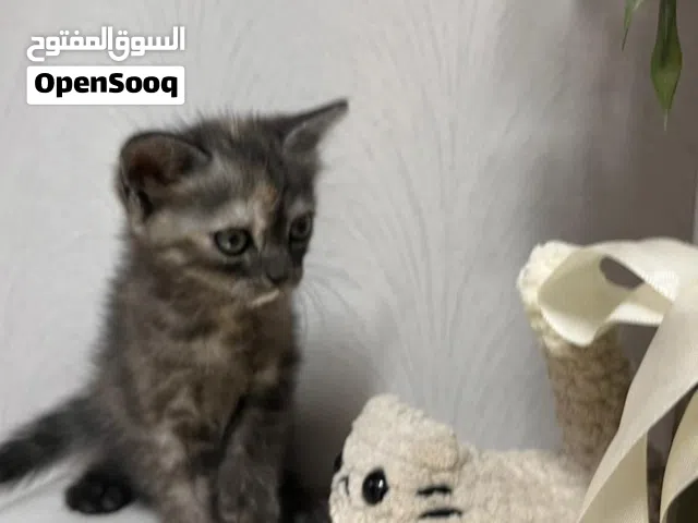 للبيع / كل قط يختلف سعره