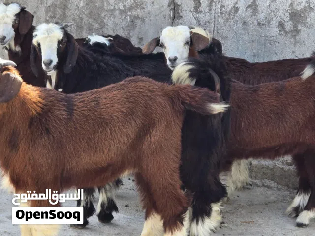 للبيع جدايا من حلال بني سعيد حلال طيب ماشاء الله