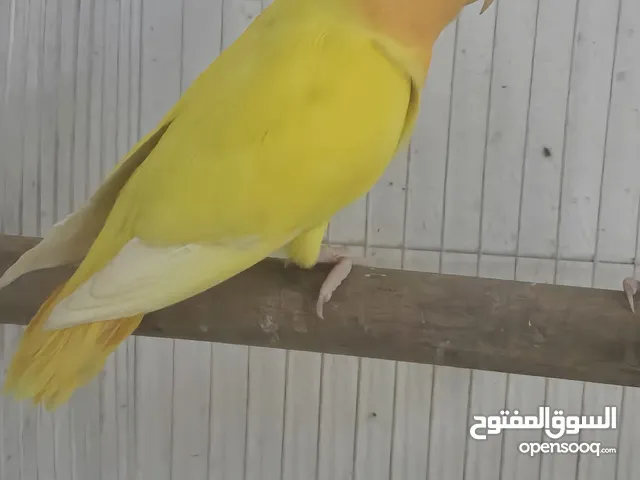 دكر لافبيرد اورنج