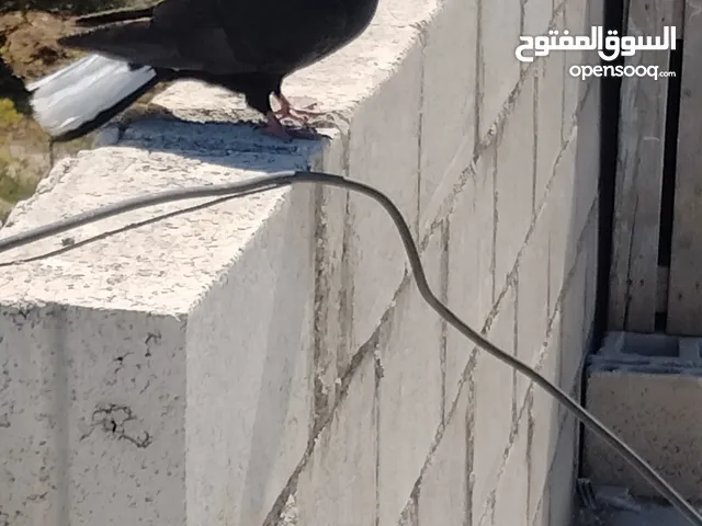 حمام زق بدك حبه ببيعك بدك كوم ببيعك اقرا الوصف تحت