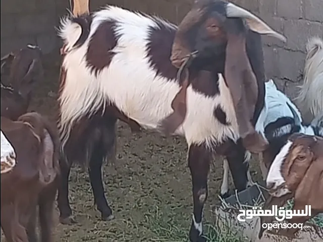 فحل مالطي ما شاء الله تبارك الرحمن