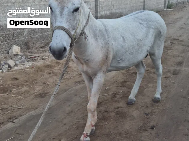حمار ابيض.
