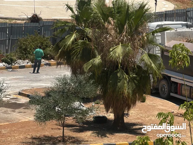 نخيل واشنطن للبيع الموقع عمان
