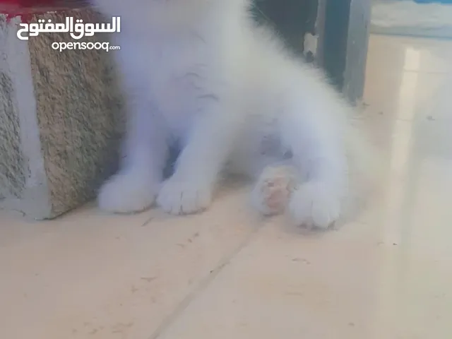 "بسة ملكية بلون أبيض ثلجي للبيع