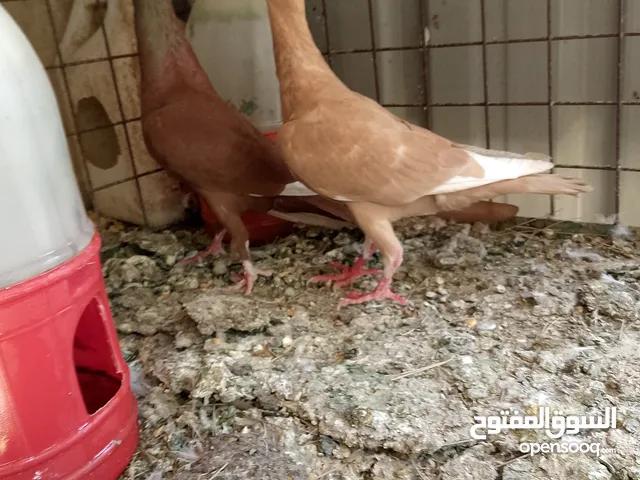 جواز وحبات فلت فحول وطواير