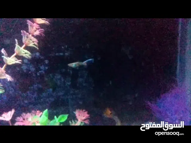 حوض سمك زينة سمك نوع جوبي فش طفرات