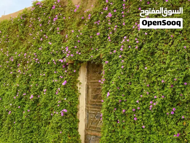 *خدمات تنسيق الحدائق والرعاية النباتية*    هل تبحث عن خدمات احترافية لتنسيق حديقتك ورعاية نباتاتك