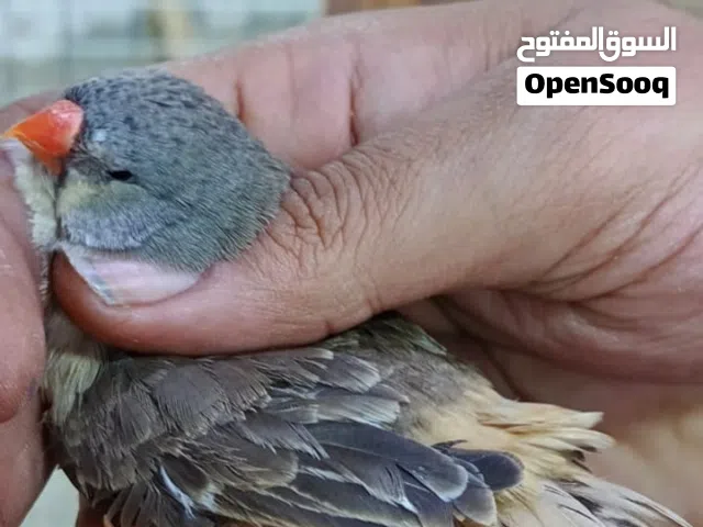 زوج فنجس رجا اقره الوصف قبل لا تراسل