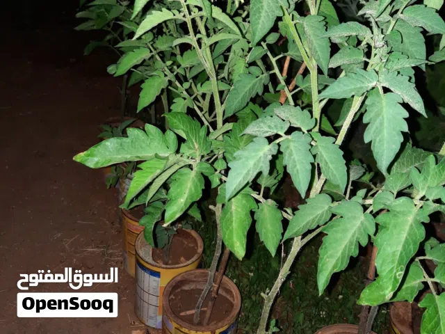 20 شتلة طماطم كرزية شيري جاهزة للانتاج بصحة ممتازة . عناقيد الزهور بدأت بالظهور وبعض الثمار