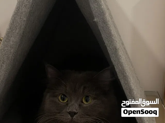 قطط شيرازية للتبني