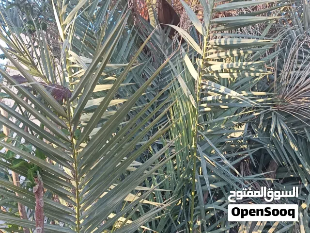 فسيلة نخل دقله تونسيه