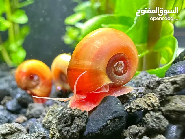 Ramshorn snail (for any fish tank)