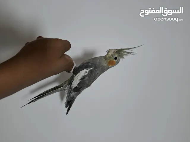 للبيع الكوكتيل عمر شهر 100%  في واتساب