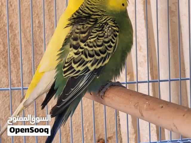 budgies pair