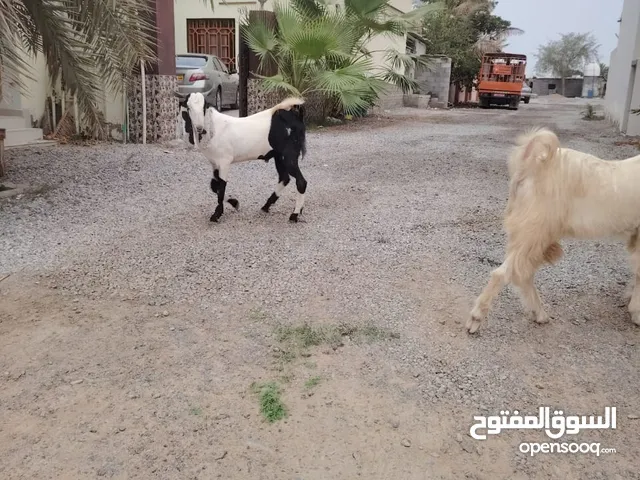 اغنام للبيع