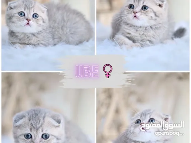Scottish British shorthair longhair kittens British shorthair Scottish fold kittens