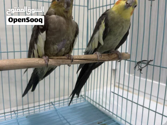 بيع زوج كوكتيل
