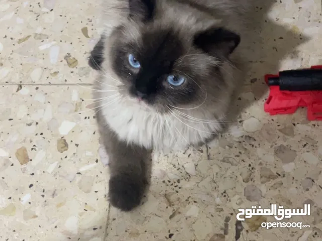 قط لتبني المستعجل