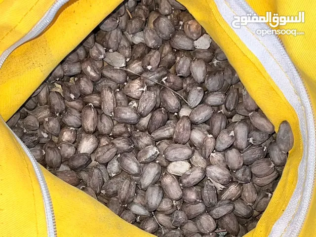حب شوع نظيف لهذي السنة للبيع