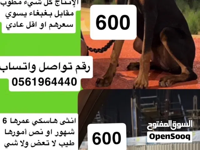 دوبر و هسكي