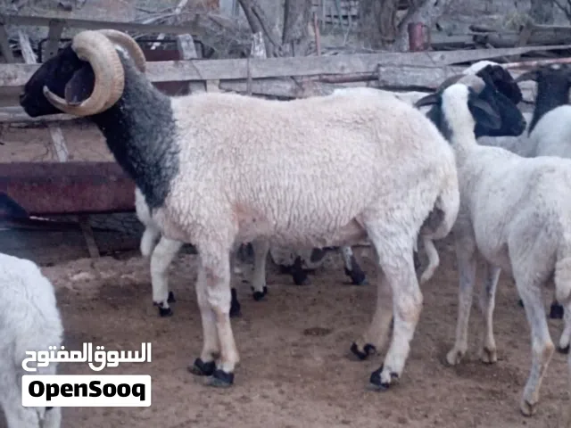 فحل  للبيع ماشاءالله تبارك الرحمن فحل  عز من يكسب