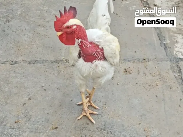 ديج ابيض ابو ركيبه عربي