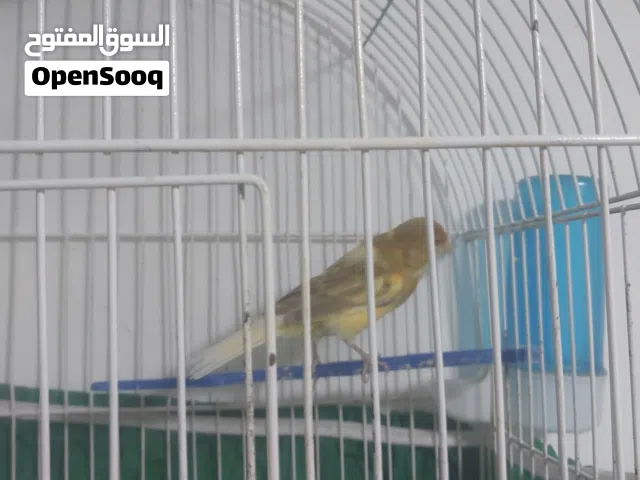 بعد الصلاة على النبي عصفير كنار جوز شغال ومكفول مع فراخهم تحتهم حاليا بيض صلاة النبي بسعر حرق 45