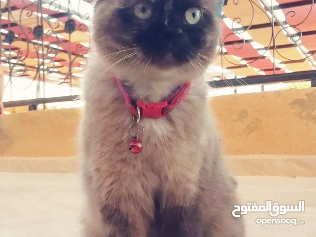 بسينة هملايا عمرا سنة