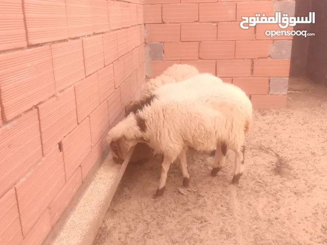3فطايم ربي يبارك للبيع
