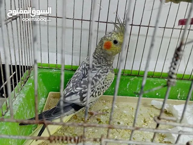 ممجود طيور اليف روز و فشر و ككتيل و جيرين شك كلو أليف بسعر حرق أقرأ الوصف