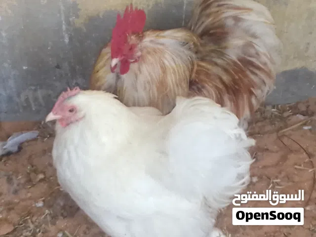 كوبيه استرالي الوان ربي يبارك