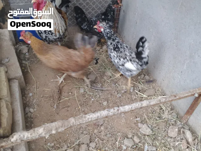 متاح دجاج كويتي افرك135 كلهن