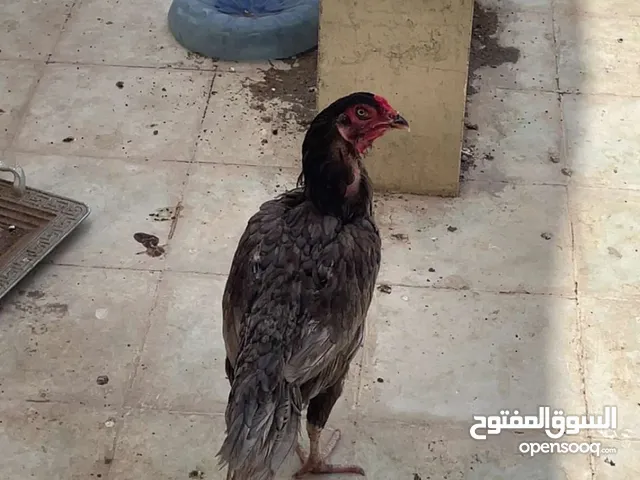 دجاج باكستانيات شوف الوصف