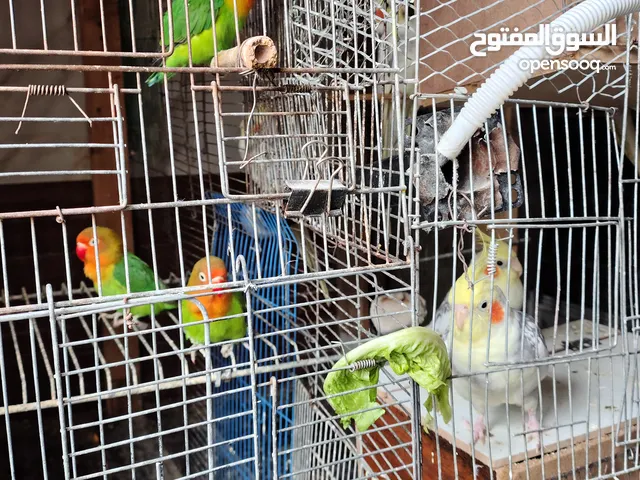 طيور فشر 5حبات 50 دينار