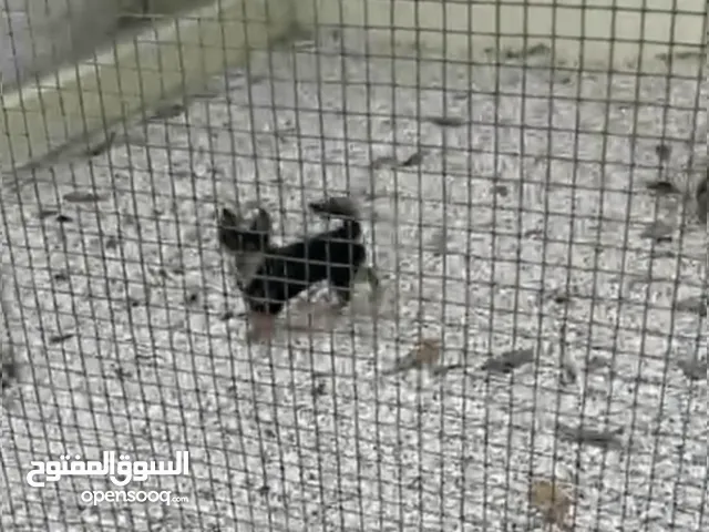 كلب شيواوا