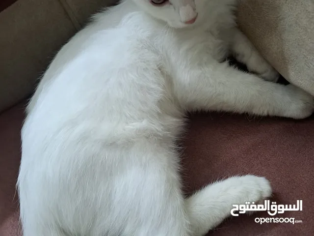 قطه شيرازي للبيع صحته ممتازه ذكر