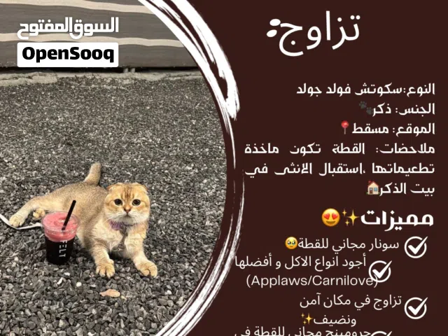 قط سكوتش تربل فولد جولد بيور للتزاوج