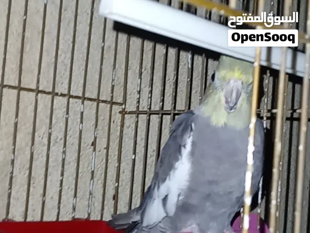 ببغاء كوكتيل