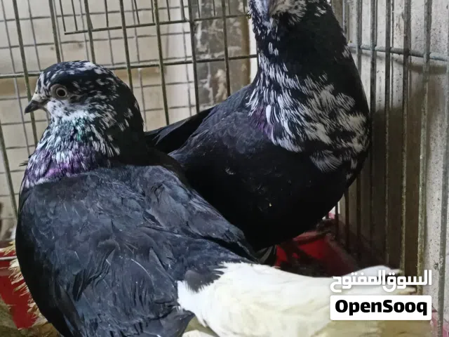 جوز زرازير كركندات مسكرات شغالات ميه بالميه