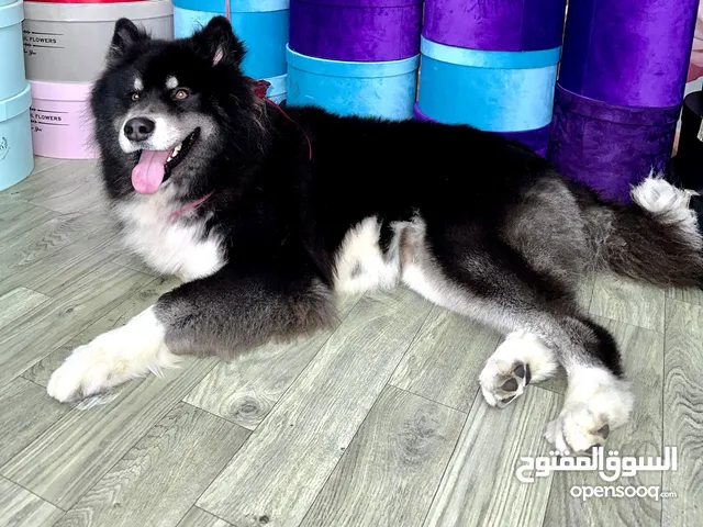 Pure cyberian huskey & Pure Huskey malamute together for free adoptation ( husband & Wife )