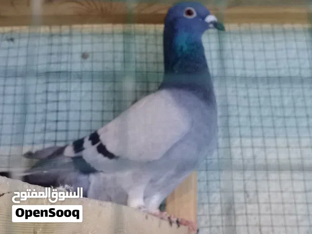 زاجل للبيع 2025