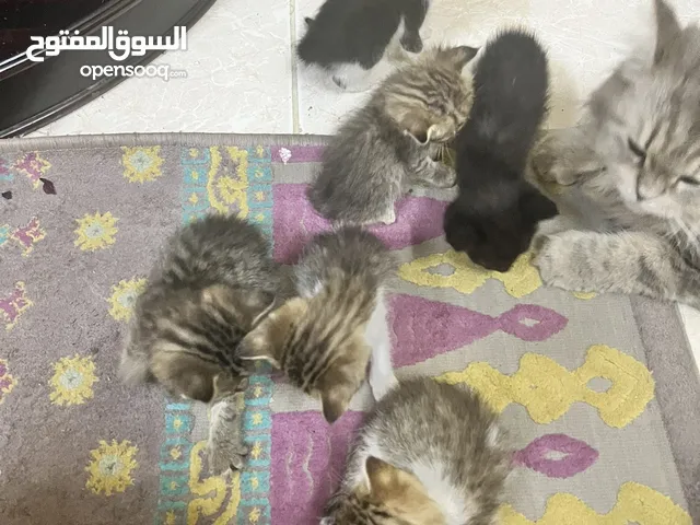 قطط شيرازي