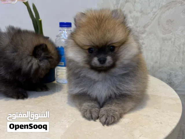بومريناين الاب والام مستوردات من روسيا - Pure Pomeranian parents are imported from Russia