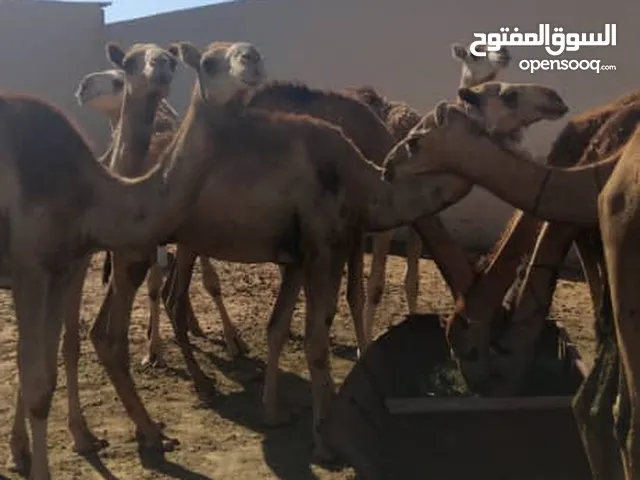 ابل للبيع في خلة الباعيش 14 رئس