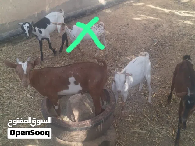 تيوس ظفاريات