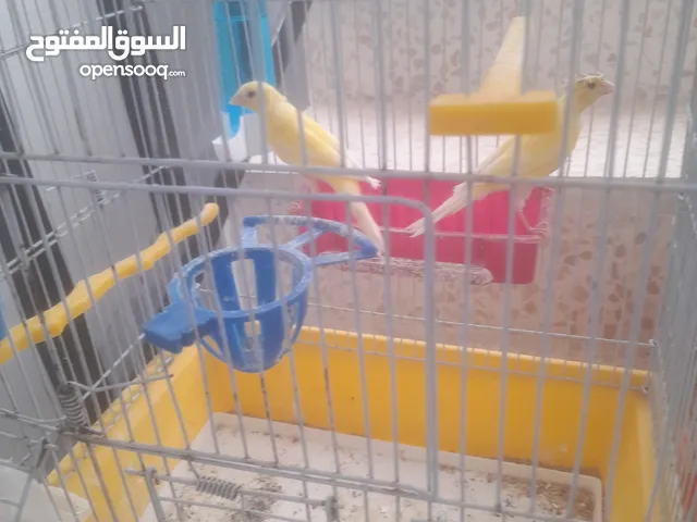 مخاليف كنار عدد 10