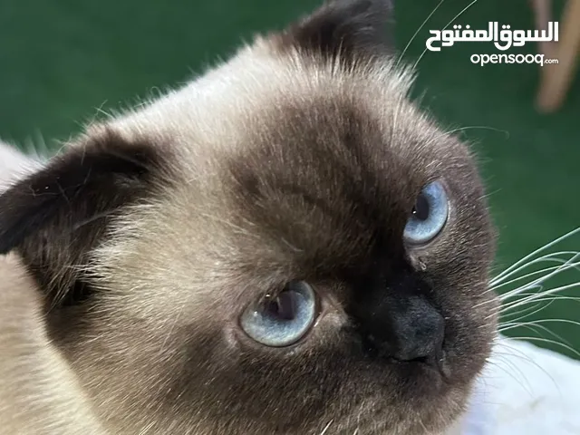 هملايا ذكر عمره سنة للبيع لعدم التفرغ