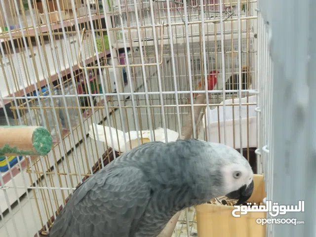 African grey parrot
