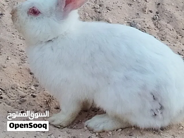 ارنب مجريه 3لونها ابيض واسود